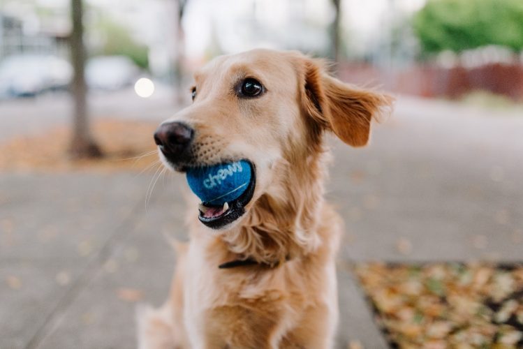 Tips to Increase Golden Retriever Life Span