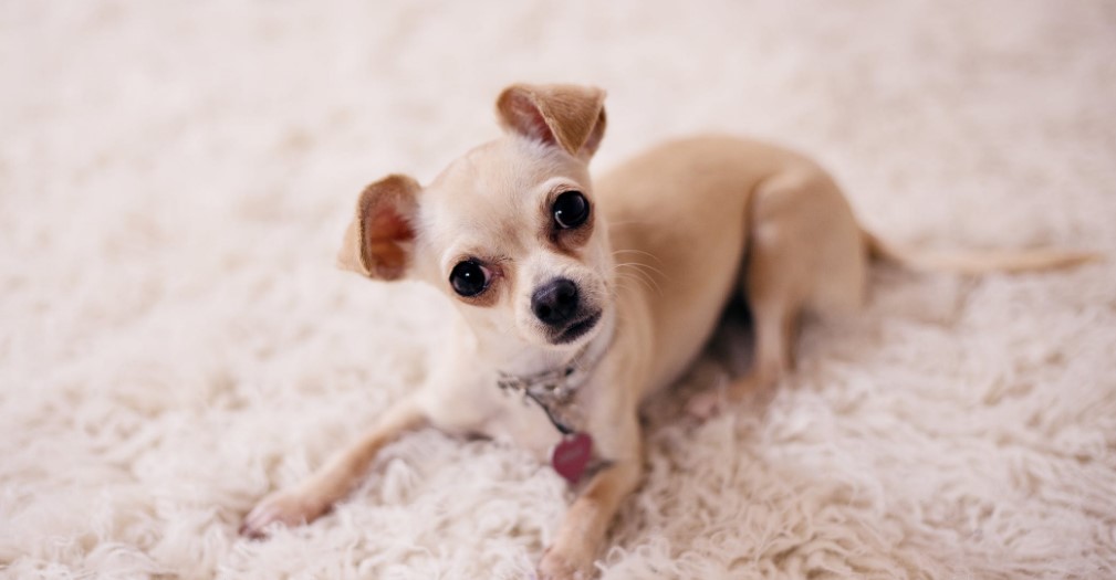 Best Dog Food for Chihuahua
