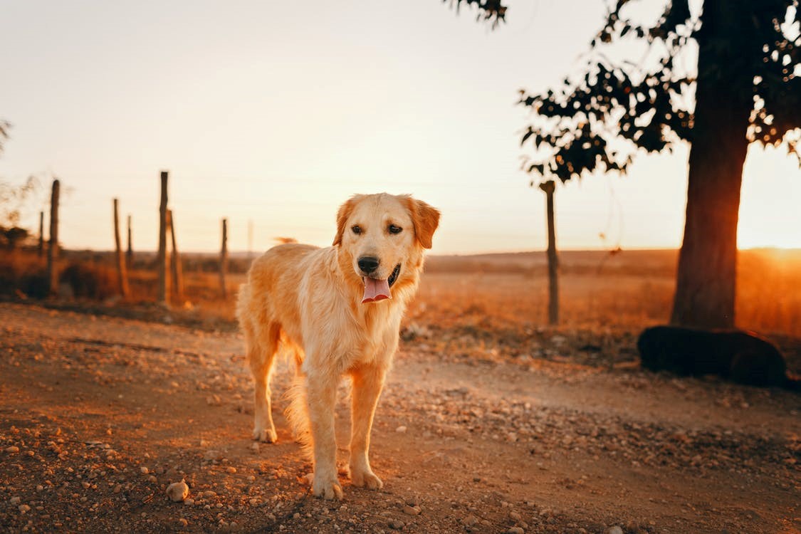 Canadian Golden Retriever Facts and Care Tips