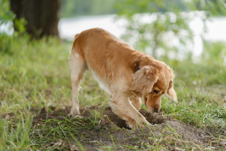 Dog Digging