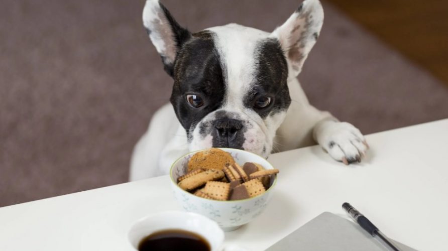 Dog Looking at Biscuits