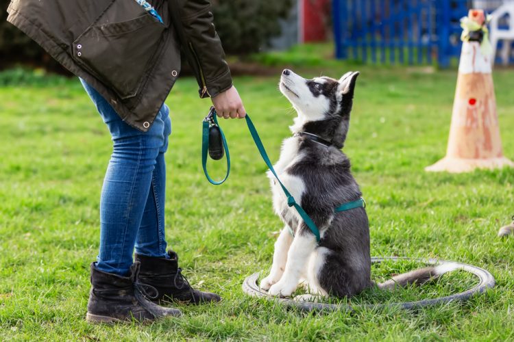 Dog Training Sessions