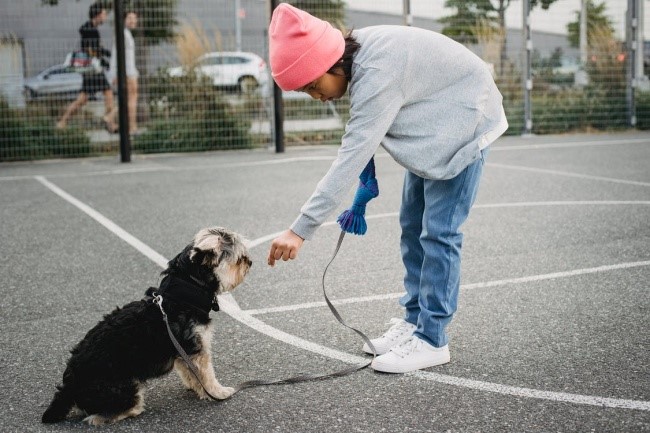 Dog and Owner on Ground