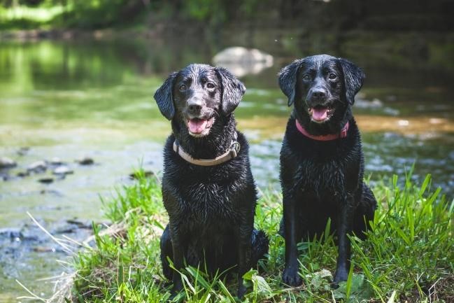 English vs American Lab