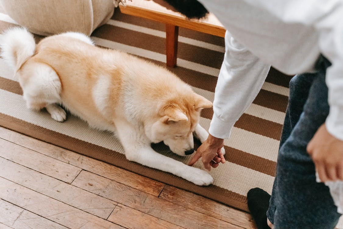 Essential Dog Training Hand Signals