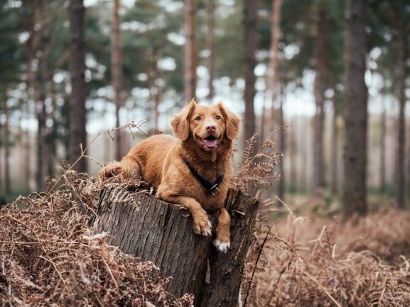 Examining the Short Haired Golden Retriever