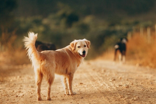 Golden Retriever on Road