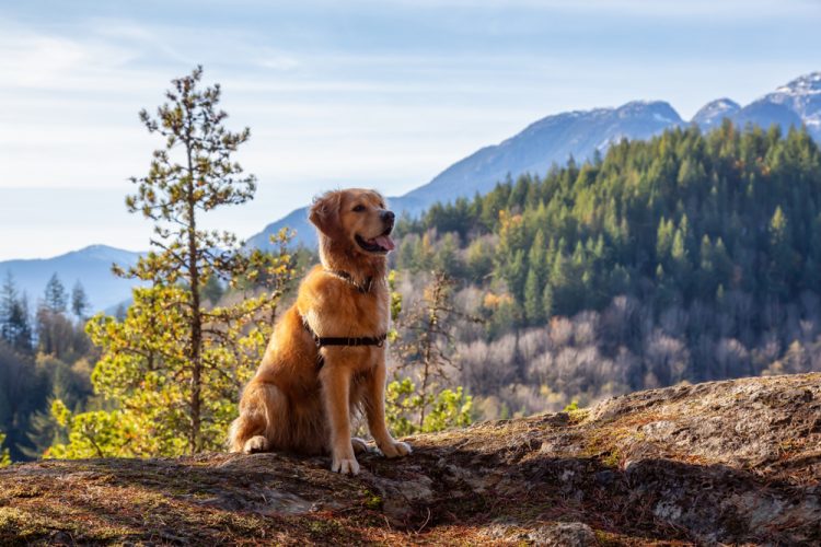 Golden Retriever Sitting on the Cliff