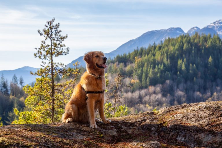 Top 8 Exclusive Canadian Golden Retriever Facts and Care Tips ...
