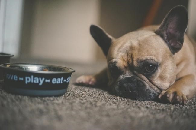 How Long Does It Take for a Dog to Digest Food