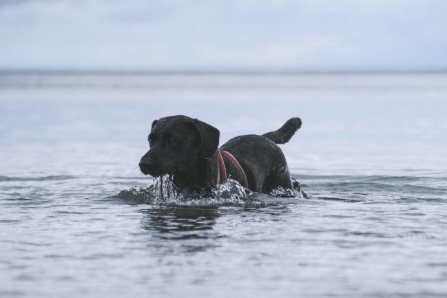 Labradors in Lake