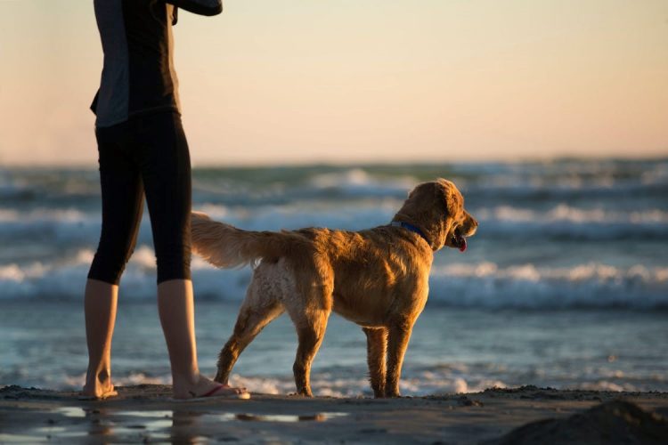 Person Standing with Dog