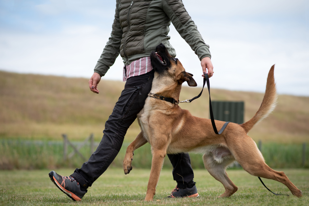 Belgian Shpeherd Heeling Dog Sport