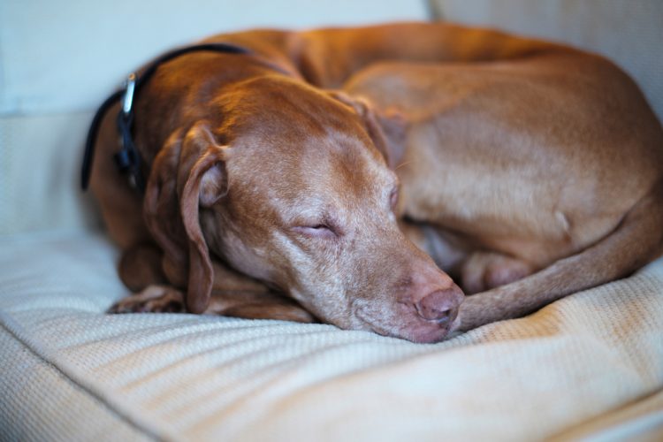 Basset Hound