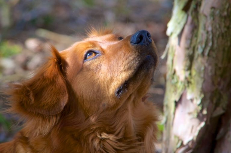 how-to-teach-a-dog-to-lay-down-chewy-youtube