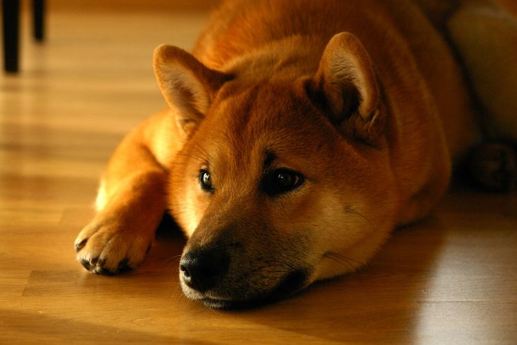 dog laying on floor