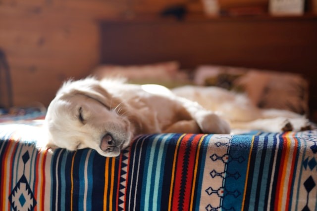 Dangerous Reasons Your Dog Snores