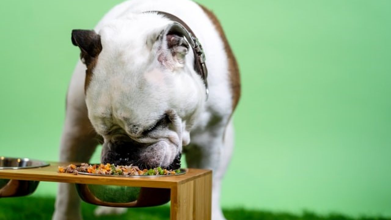 how long does it take for dogs food to digest