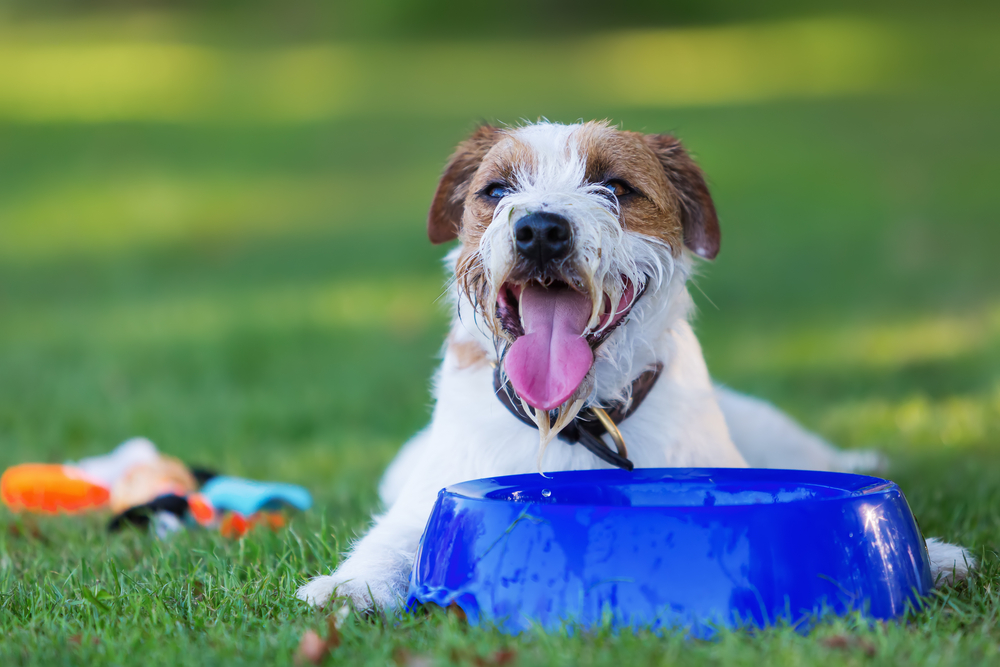 Outdoor Portrait Of A Parson Russell Terrier Lying In Front