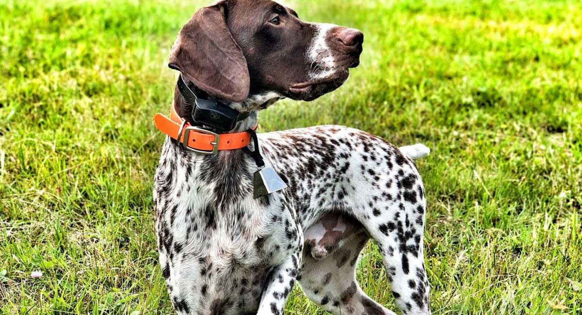 Best e collar clearance for german shorthaired pointer