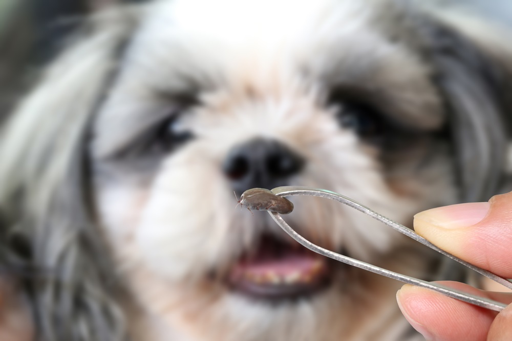 Big Tick Of A Dog tweezers To Clamp A Big Tick