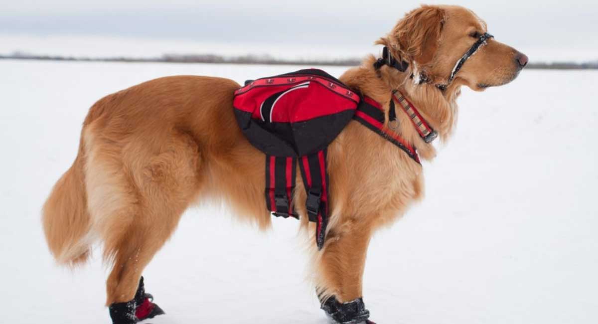 The Best Tactical Dog Backpack for 2021