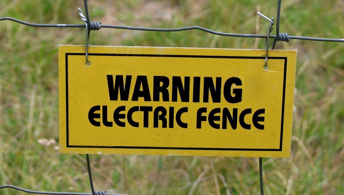 Training Dog on Electric Fence