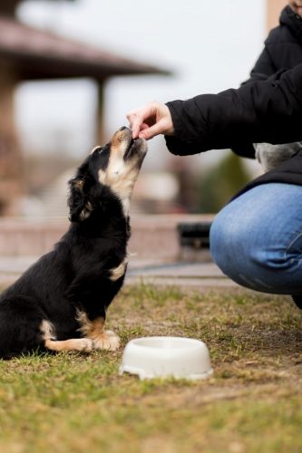 What You Can Do If Your New Puppy Is Not Eating
