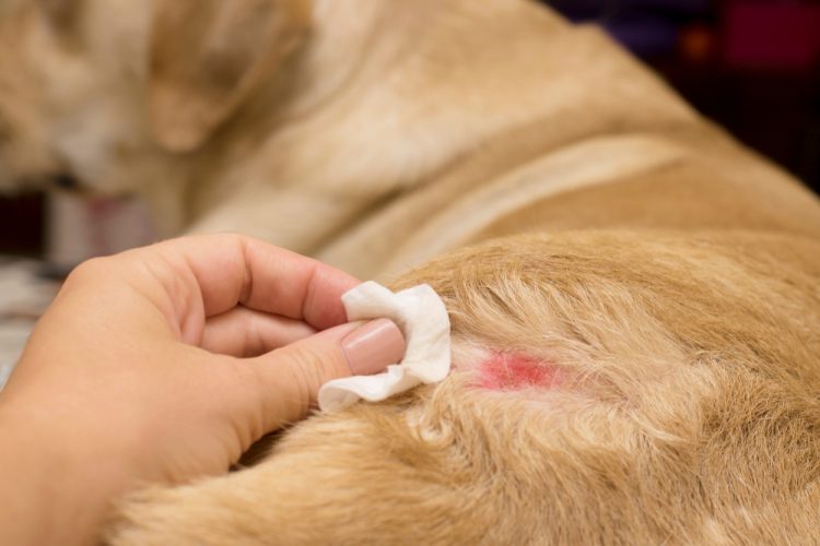 Skin Diseases In Yellow Labradors Atopic Dermatitis