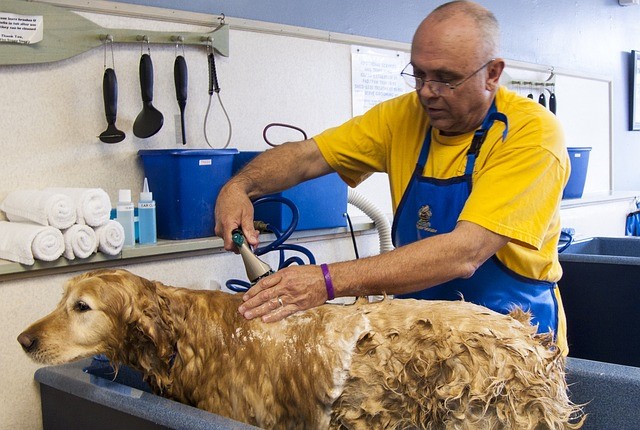 Dog in grooming center