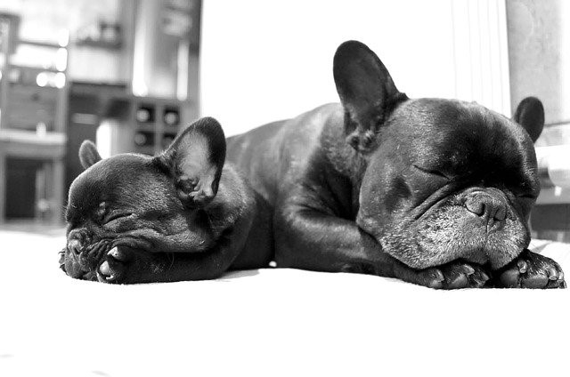 French bulldogs hypoallergenic dogs