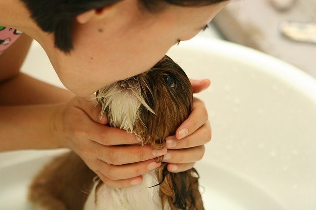 welsh corgi pembroke dog showering with shampoo