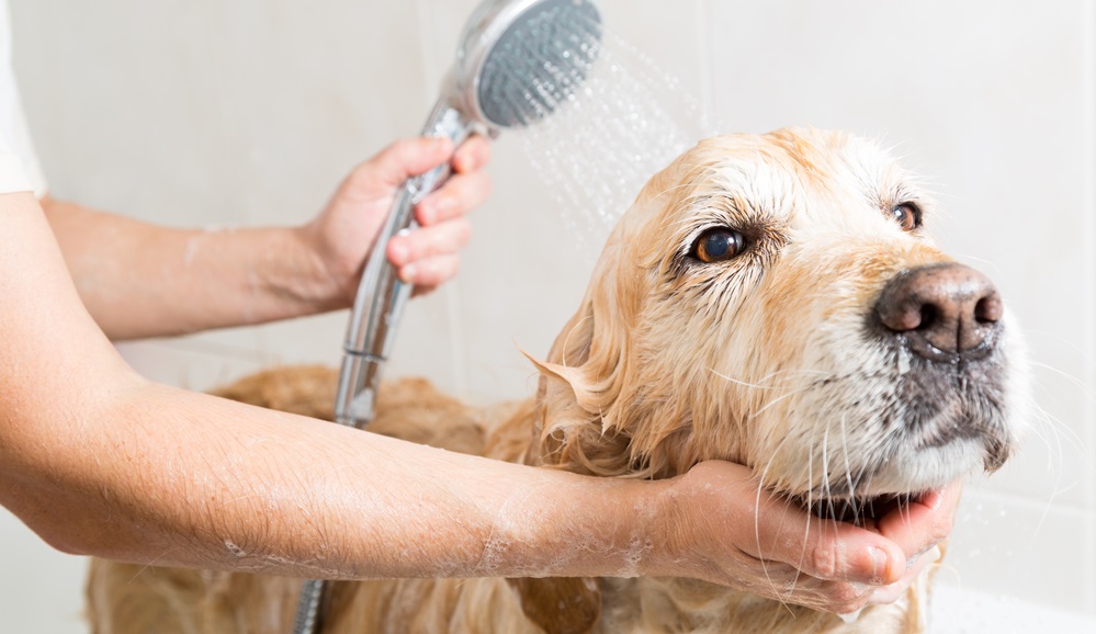 Relaxing bath foam to a Golden Retriever dog