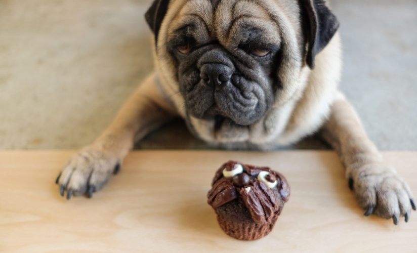 dog waiting to eating pug chocolate homemade cake