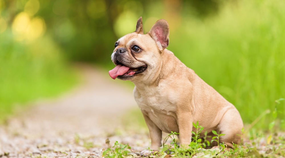 portrait of a french bulldog