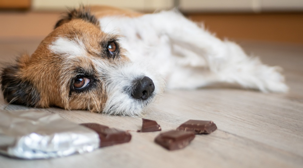 terrier dog with chocolate lying on the floor