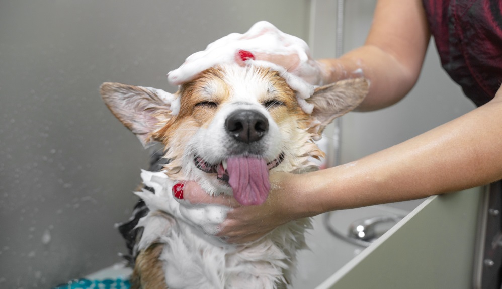 welsh corgi pembroke dog showering with shampoo