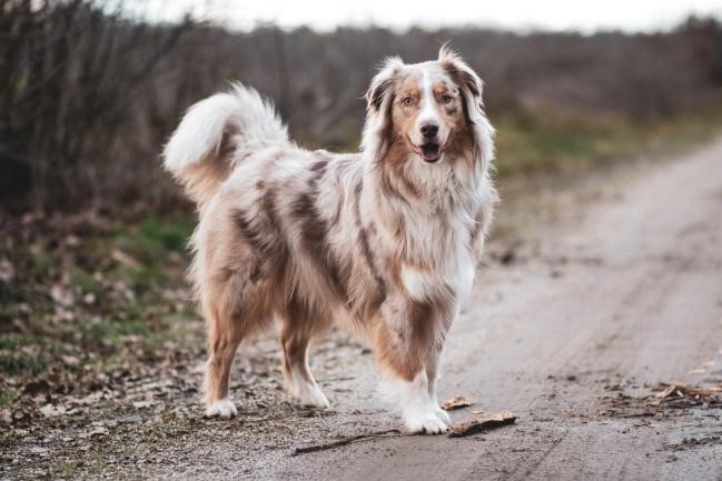 Australian shepherd standing at roadside