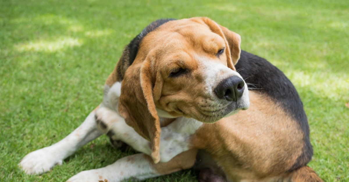 Beagle dog scratching on grass