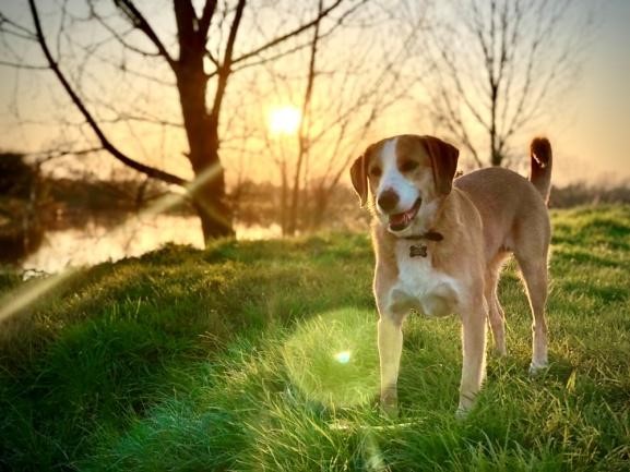 Beagle enjoying the outdoor