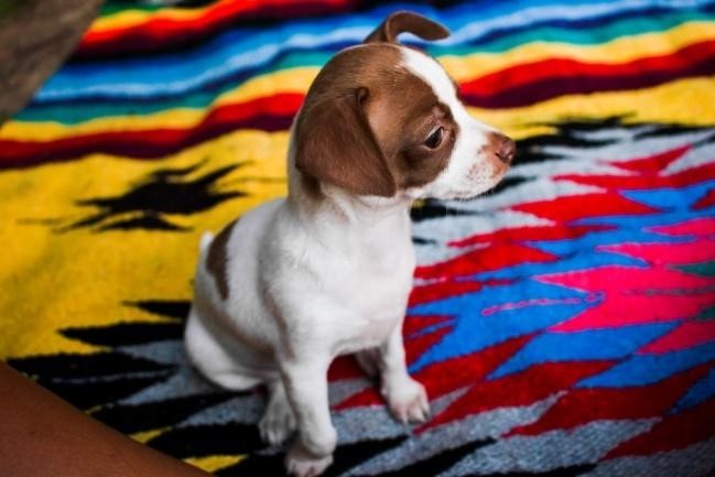 Beagle sitting in a colorful carpet