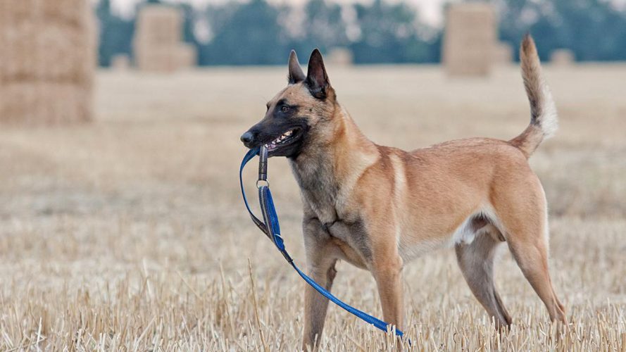 Belgian Malinois