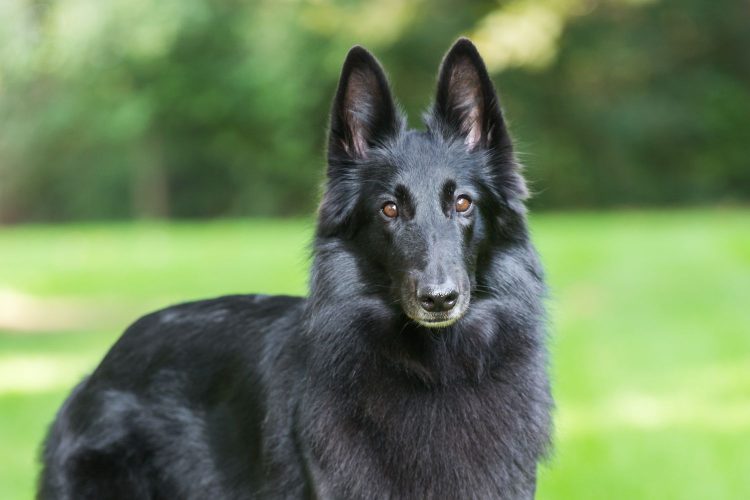 Belgian Shepherd