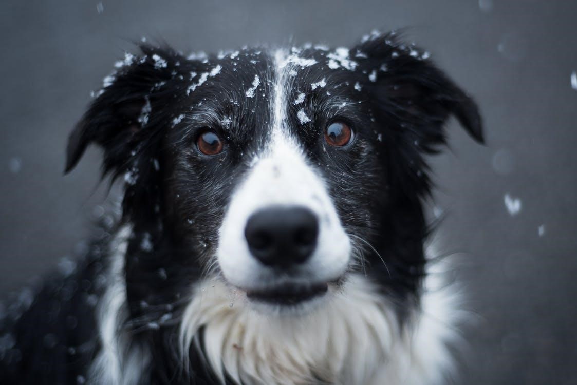 Border Collie covered with snow flakes
