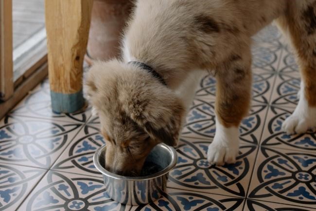 Dog eating food in a bowl