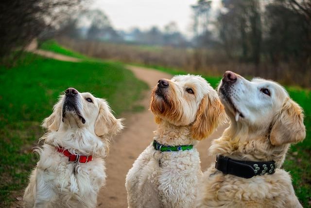 Full attention by dogs