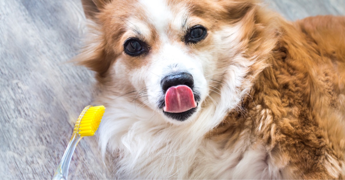 Portrait of a dog with a yellow toothbrush close-up