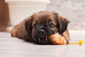 Puppy Teething Toys – How to Pick the Best Chew Toys for Puppies