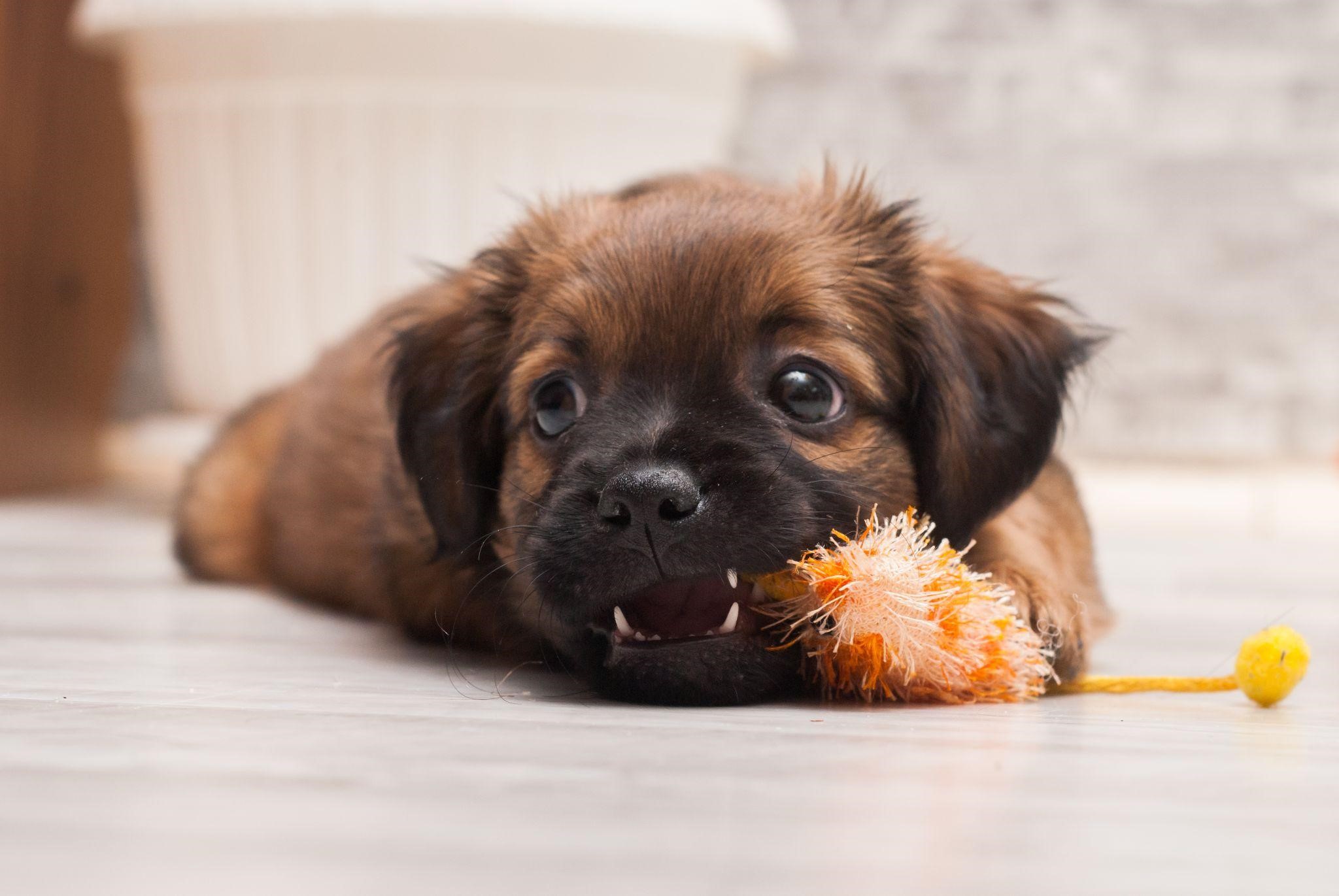 Puppy Teething Toys