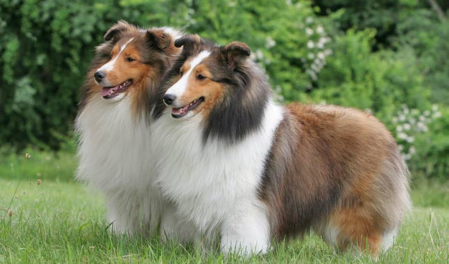 Shetland Sheepdog